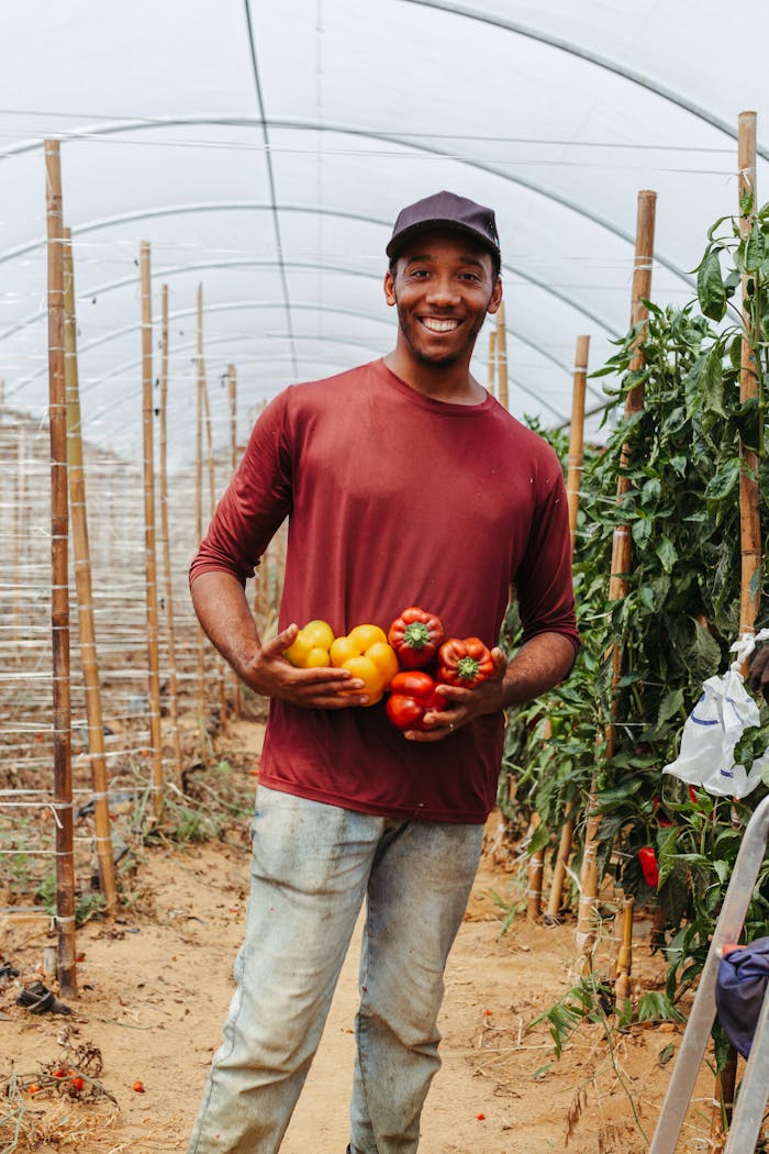 services-03 A smiling farmer proudly holding fresh yellow and red bell peppers in a greenhouse.