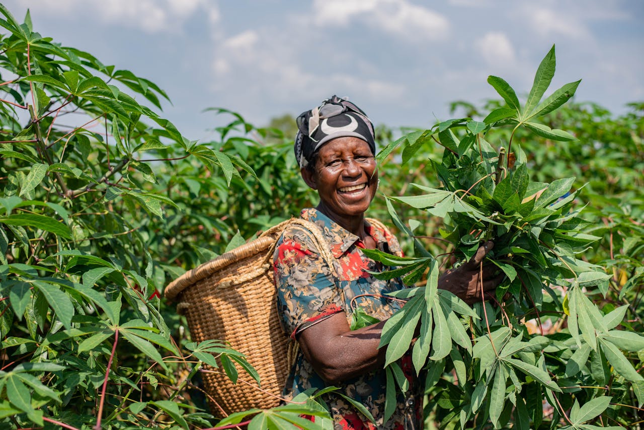 services-04 African woman harvesting cassava in a sunny field, carrying a basket.
