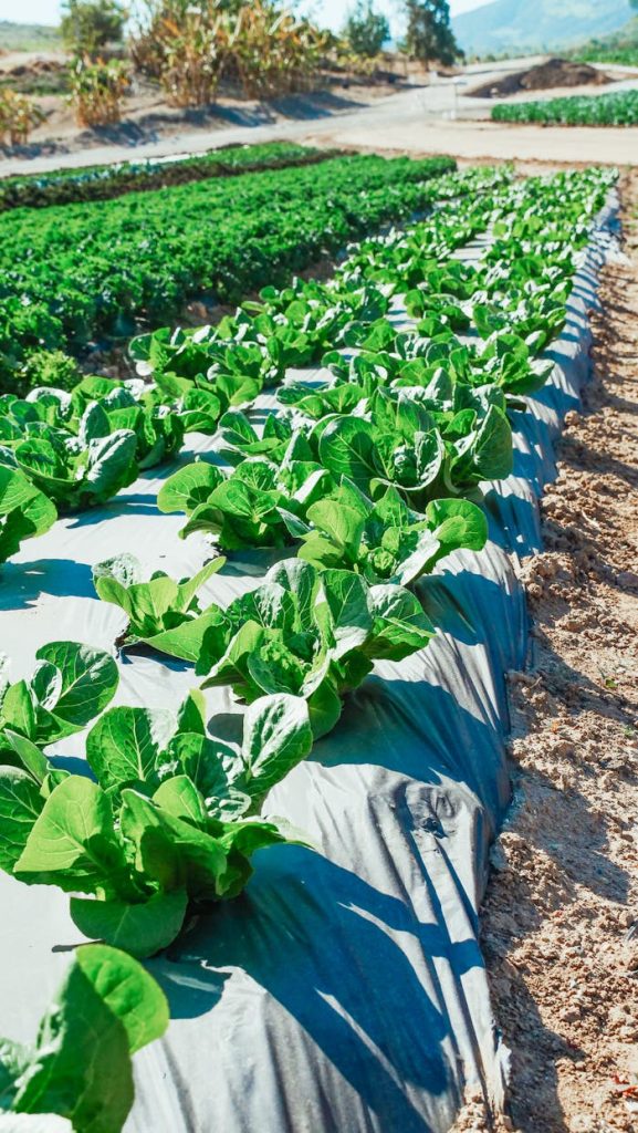 Lush rows of lettuce plants thriving under the sun on a cultivated farm field.